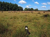 NL, Drenthe, Midden-Drenthe, Orvelte 62, Saxifraga-Hans Dekker