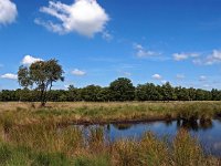 NL, Drenthe, Midden-Drenthe, Orvelte, Orvelterzand 4, Saxifraga-Hans Dekker