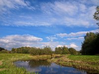 NL, Drenthe, Midden-Drenthe, Oude Diep 4, Saxifraga-Hans Dekker