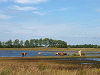 NL, Drenthe, Midden-Drenthe, Scharreveld 2, Saxifraga-Hans Dekker