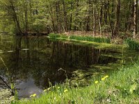 NL, Drenthe, Midden-Drenthe, Siberie 7, Saxifraga-Hans Dekker