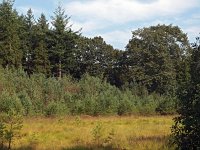 NL, Drenthe, Midden-Drenthe, Smalbroek 1, Saxifraga-Hans Dekker