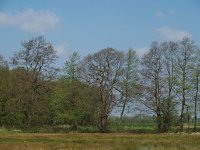 NL, Drenthe, Midden-Drenthe, Vossenberg 1, Saxifraga-Hans Dekker