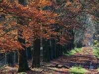 NL, Drenthe, Midden-Drenthe, Vossenberg 17, Saxifraga-Hans Dekker