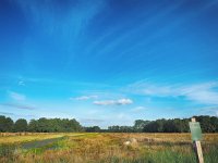 NL, Drenthe, Midden-Drenthe, Wijster 2, Saxifraga-Hans Dekker