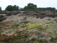 NL, Drenthe, Midden-Drenthe, Zuiderhijken 3, Saxifraga-Hans Boll