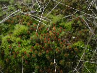 NL, Drenthe, Midden-Drenthe, Zuiderhijken 6, Saxifraga-Hans Boll