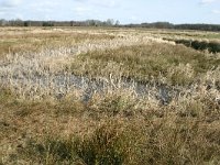 NL, Drenthe, Noordenveld, Broekland 1, Saxifraga- Hans Boll