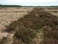 NL, Drenthe, Noordenveld, Celtic field Noordsche Veld 1, Saxifraga-Hans Dekker