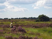 NL, Drenthe, Noordenveld, Fochteloerveen 15, Saxifraga-Hans Dekker