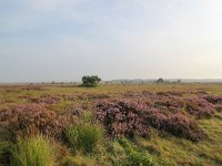 NL, Drenthe, Noordenveld, Fochteloerveen 3, Saxifraga-Bart Vastenhouw