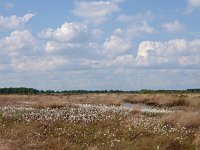 NL, Drenthe, Noordenveld, Fochteloerveen 8, Saxifraga-Hans Dekker