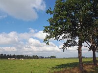 NL, Drenthe, Noordenveld, Leekstermeer 6, Saxifraga-Hans Dekker