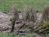 NL, Drenthe, Noordenveld, Lieverder Noordbos 1, Saxifraga-Hans Dekker