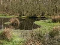 NL, Drenthe, Noordenveld, Lieveren 2, Saxifraga-Hans Boll