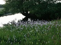 NL, Drenthe, Noordenveld, Lieveren 3, Saxifraga-Hans Boll