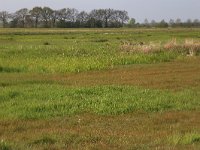 NL, Drenthe, Noordenveld, Maatlanden 1, Saxifraga-Hans Boll