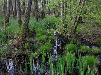 NL, Drenthe, Noordenveld, Maatlanden 10, Saxifraga-Hans Boll