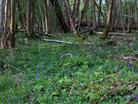 NL, Drenthe, Noordenveld, Maatlanden 18, Saxifraga-Hans Boll