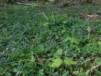 NL, Drenthe, Noordenveld, Maatlanden 19, Saxifraga-Hans Boll