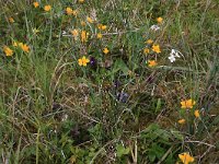 NL, Drenthe, Noordenveld, Maatlanden 5, Saxifraga-Hans Boll