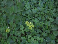 NL, Drenthe, Noordenveld, Maatlanden 7, Saxifraga-Hans Boll