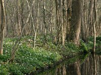 NL, Drenthe, Noordenveld, Nietap 1, Saxifraga-Hans Boll