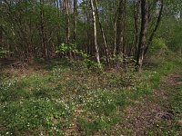 NL, Drenthe, Noordenveld, Nietap 11, Saxifraga-Hans Dekker