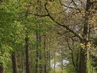 NL, Drenthe, Noordenveld, Nietap 12, Saxifraga-Hans Dekker