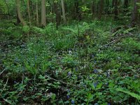 NL, Drenthe, Noordenveld, Nietap 15, Saxifraga-Hans Boll