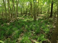 NL, Drenthe, Noordenveld, Nietap 16, Saxifraga-Hans Boll