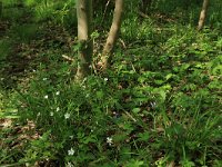 NL, Drenthe, Noordenveld, Nietap 17, Saxifraga-Hans Boll