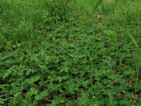 NL, Drenthe, Noordenveld, Nietap 18, Saxifraga-Hans Boll