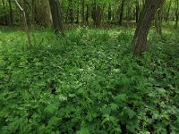 NL, Drenthe, Noordenveld, Nietap 19, Saxifraga-Hans Boll