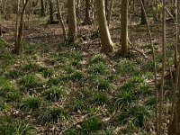 NL, Drenthe, Noordenveld, Nietap 3, Saxifraga-Hans Boll