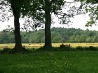 NL, Drenthe, Noordenveld, Nietap 39, Saxifraga-Hans Boll