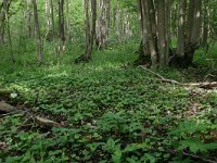 NL, Drenthe, Noordenveld, Nietap 47, Saxifraga-Hans Boll