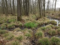 NL, Drenthe, Noordenveld, Nietap 60, Saxifraga-Hans Boll