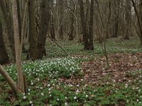 NL, Drenthe, Noordenveld, Nietap 62, Saxifraga-Hans Boll