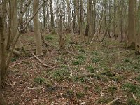 NL, Drenthe, Noordenveld, Nietap 67, Saxifraga-Hans Boll