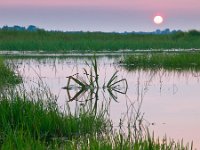 colorful sunset over marshland  colorful sunset over fresh water marshland nature reserve : Netherlands, Noordenveld, achtergrond, afternoon, atmosphere, background, calm, calmness, color, colorful, creative nature, dageraad, dawn, dramatic, dramatisch, dusk, dutch, ecologische hoofdstructuur, ehs, energetic, energiek, environment, freshwater, gras, grass, green, groen, groningen, holland, kalm, kalmte, kleur, kleurrijke, lake, landelijk, landscape, landschap, leekstermeer, lente, licht, light, lucht, marsh, marshland, matsloot, meer, milieu, moeras, moerassig, namiddag, natura 2000, natural, nature, nature development, natuur, natuur ontwikkeling, natuurbouw, natuurlijk, nederland, nederlands, niemand, nobody, onlanden, peace, peaceful, pink, plant, quiet, reed, reflect, reflecteren, reflectie, reflection, riet, roze, rudmer zwerver, rural, rustig, rustige, sandebuur, schemering, sereen, serene, sereniteit, serenity, sfeer, sky, spectaculaire, spectacular, spring, summer, sun, sunbeam, sunlight, sunray, sunrise, sunset, sunshine, swamp, swampy, tranquil, twilight, vegetatie, vegetation, vrede, water, wetland, zoet water, zomer, zon, zonlicht, zonneschijn, zonnestraal, zonsondergang, zonsopgang