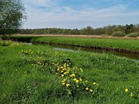 NL, Drenthe, Noordenveld, Roden 1, Saxifraga-Hans Dekker