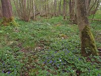 NL, Drenthe, Noordenveld, Roderwolde 4, Saxifraga-Hans Dekker