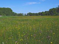 NL, Drenthe, Noordenveld, Roeghoorn Oostervoorste Diep 2, Saxifraga-Hans Dekker