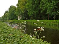 NL, Drenthe, Noordenveld, Veenhuizen 1, Saxifraga-Hans Dekker