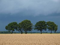 NL, Drenthe, Noordenveld, Veenhuizen 7, Saxifraga-Hans Dekker