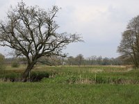 NL, Drenthe, Tynaarlo, De Heest 13, Saxifraga-Hans Boll