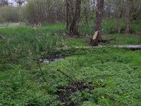 NL, Drenthe, Tynaarlo, De Heest 45, Saxifraga-Hans Boll