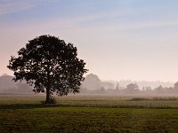 Lonely tree in agricultural landscape during morning mist  Lonely tree in agricultural landscape during morning mist : Drenthe, SHADOW, Tynaarlo, achtergrond, agrarisch, agrarische, agricultural, agriculture, atmosphere, back, beauty, blue, boom, country, countryside, creative nature, dawn, dusk, dutch, edge, environment, farmland, field, fog, forest, forestry, glow, glowing, gras, grass, green, haze, hazy, hill, holland, horizon, landbouw, landscape, landschap, lit, mist, misty, mood, morning, nature, nederland, nobody, ochtend, orange, pasture, rudmer zwerver, rural, scene, scenery, scenic, serene, shade, side, silhouette, sky, summer, sundown, sunrise, sunset, tree, view, zonsopkomst