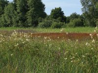 NL, Drenthe, Tynaarlo, Lage Maden 19, Saxifraga-Hans Boll